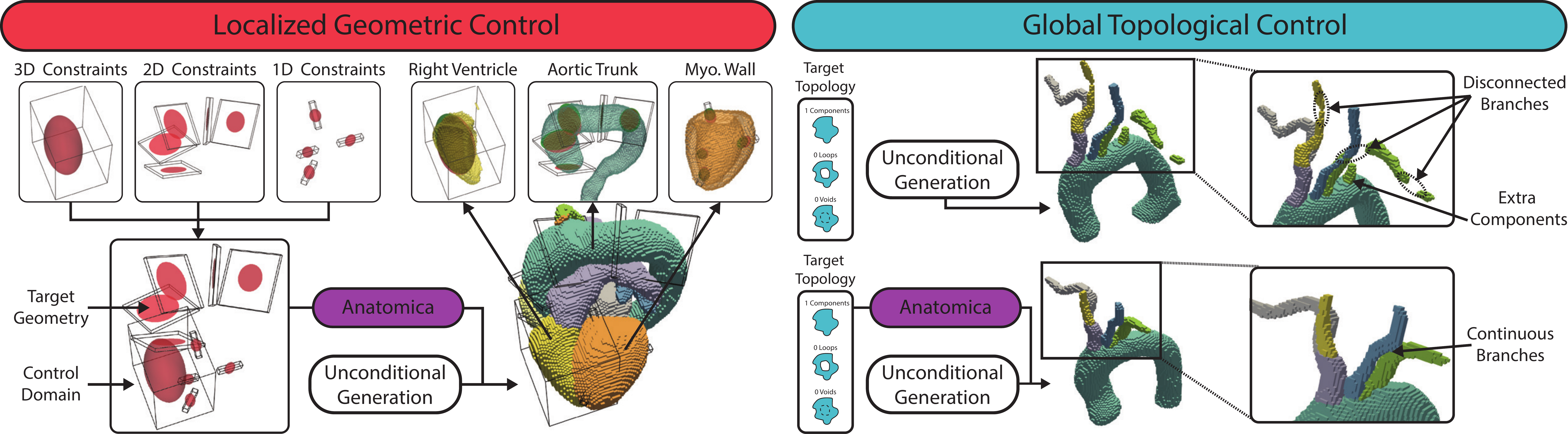 Anatomica teaser image
